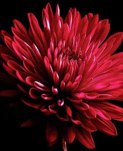 Red Chrysanthemum on Black