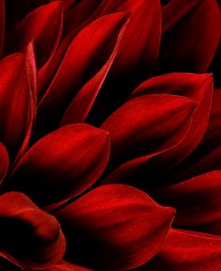 Red Dahlia Close up