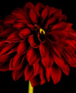 Red Dahlia on Black 01