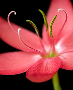 Red Flower on Black 07