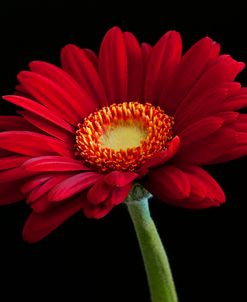 Red Gerbera on Black 01