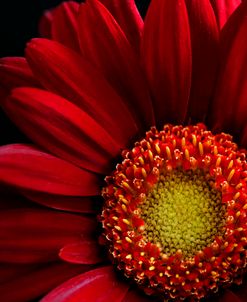 Red Gerbera on Black 02