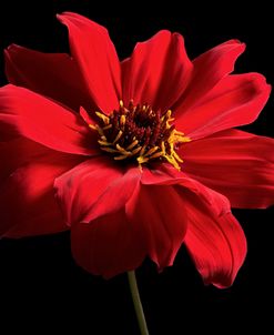 Red Flower on Black 01