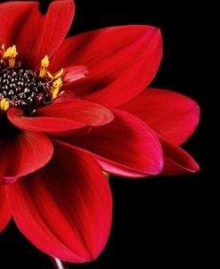 Red Flower on Black 02