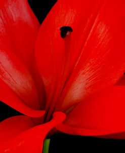Red Flower on Black 03