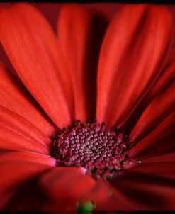 Red Gerbera on Red 06