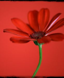 Red Gerbera on Red 07