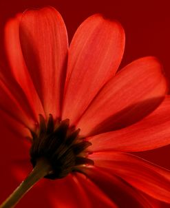 Red Gerbera on Red 08
