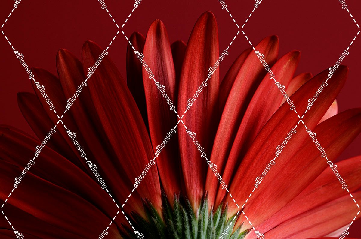 Red Gerbera on Red 09