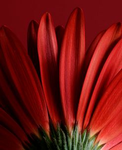 Red Gerbera on Red 09