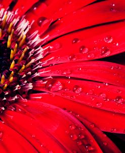 Red Gerbera with Waterdrops 02