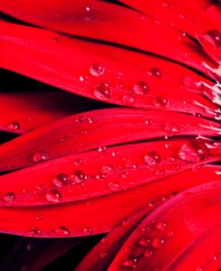 Red Gerbera with Waterdrops 03