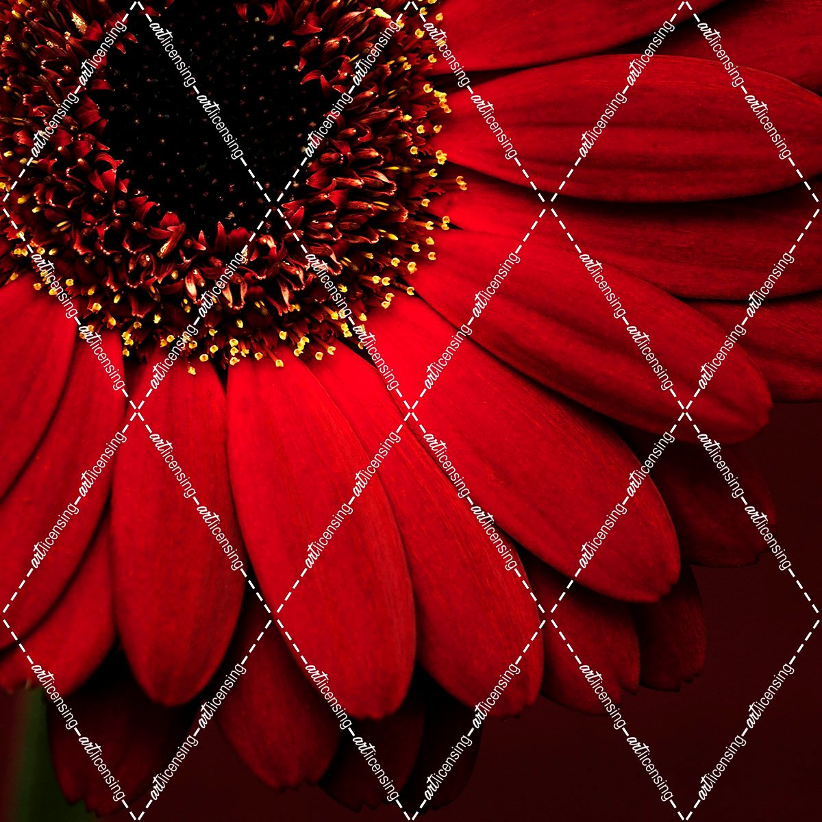 Red Gerbera on Red 01