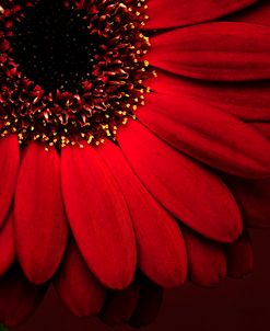 Red Gerbera on Red 01