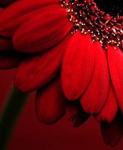 Red Gerbera on Red 02