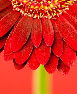 Red Gerbera on Red 04
