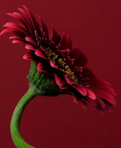 Red Gerbera on Red 05