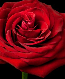 Red Rose 02