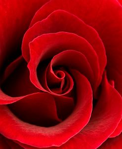 Red Rose 03