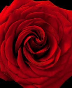 Red Rose 04