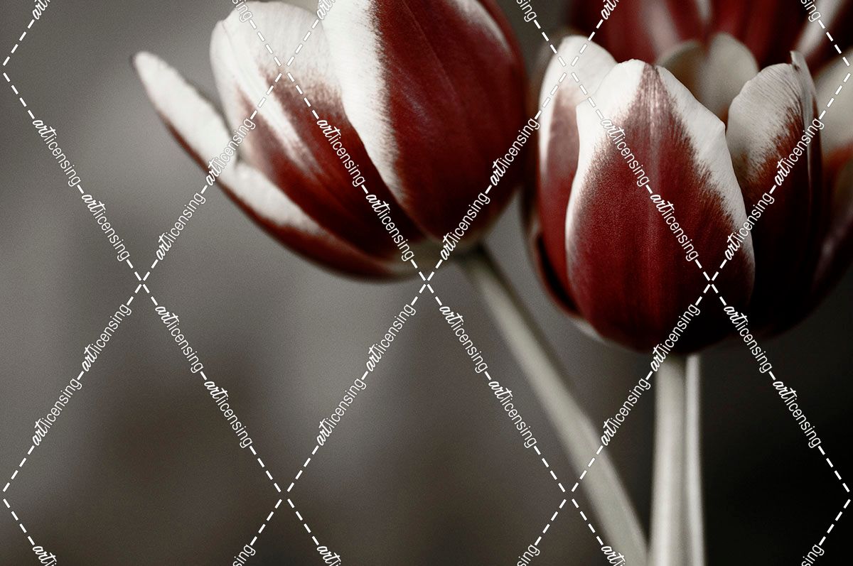 Red Tulips On Grey 01