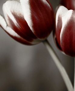 Red Tulips On Grey 01