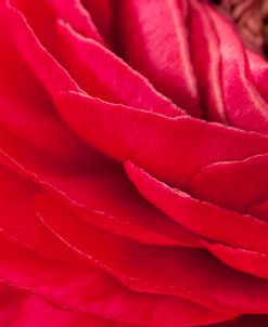 Red Petals Close Up