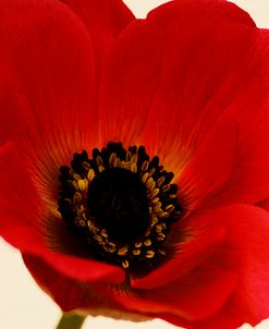 Red Poppy 01