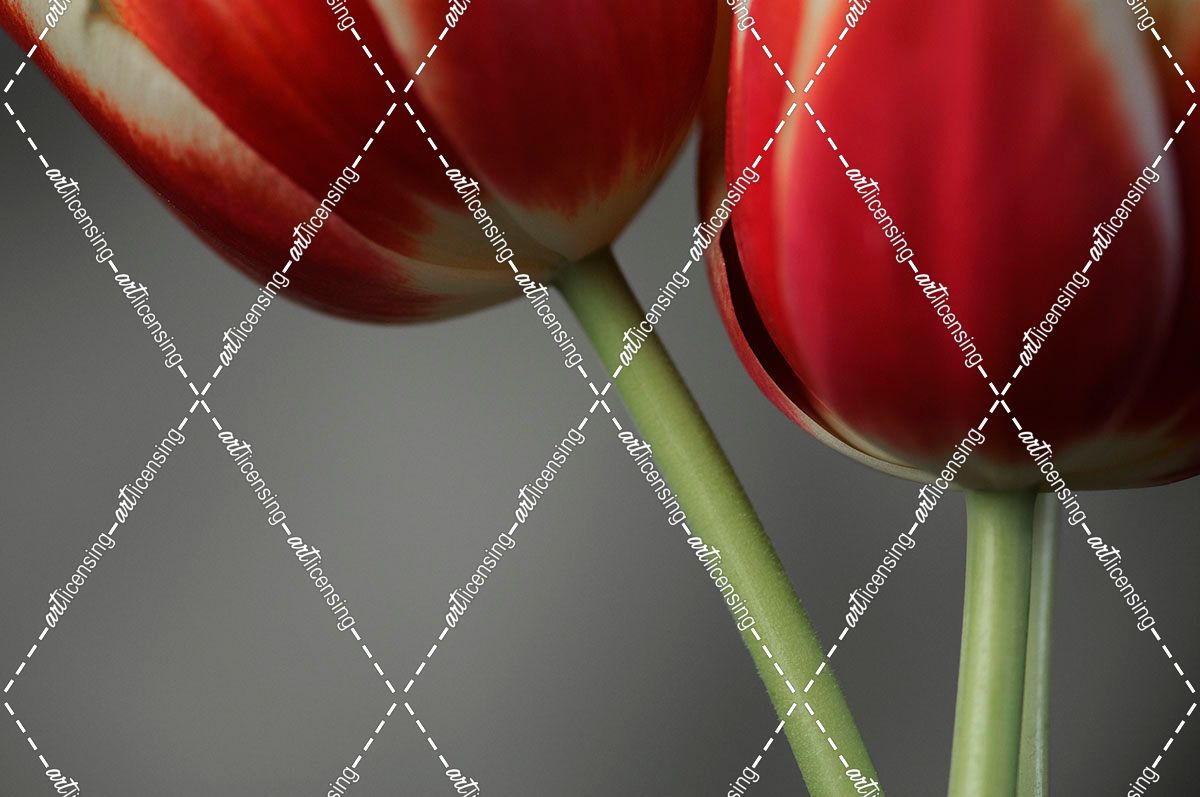 Red Tulips On Grey 02