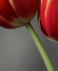 Red Tulips On Grey 02