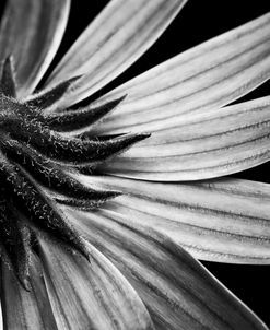Reverse Of Flower Bw