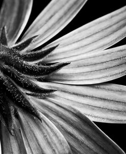 Reverse Of Flower Bw