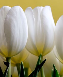 Row Of White Tulips On Yellow