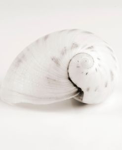 Shell BW 02