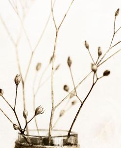 Sepia Dried Flowers 01