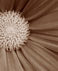 Sepia Flower Panoramic 02