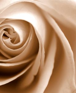 Sepia Rose 01