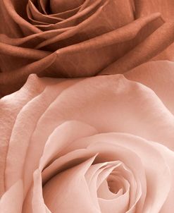Sepia Roses in Portrait