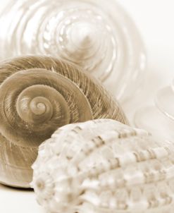 Sepia Shells