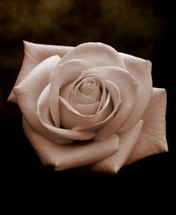 Sepia Flower on Brown