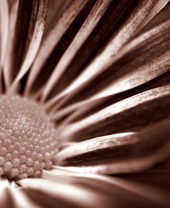 Sepia Flower Panoramic 01