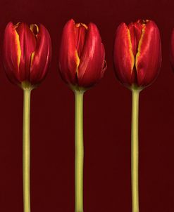 Seven Tulips in a Row