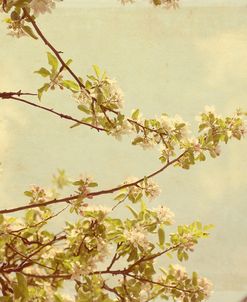 Spring Blossom on Tree 001