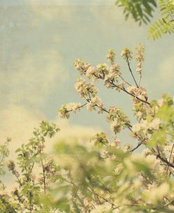 Spring Blossom on Tree 002