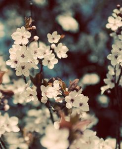 Spring Blossom on Tree 003