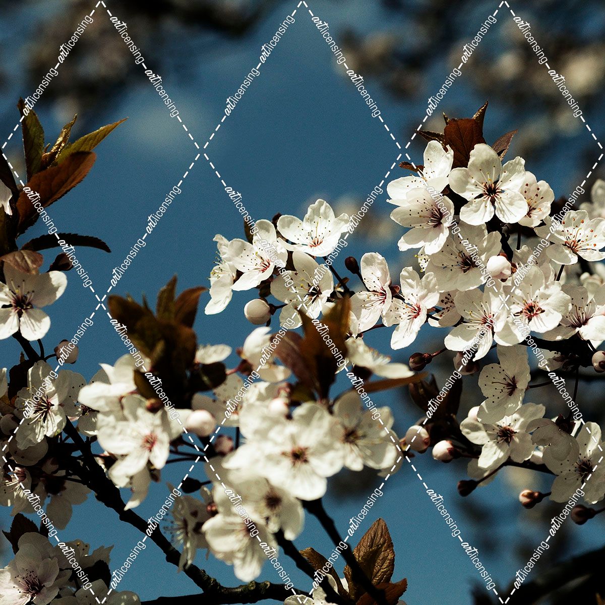 Spring Blossom on Tree 004