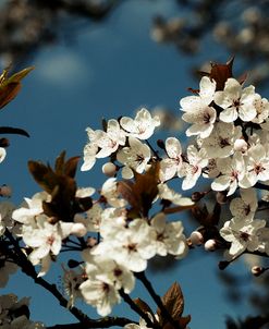 Spring Blossom on Tree 004