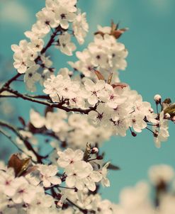 Spring Blossom on Tree 005