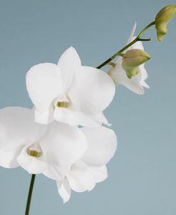 White Orchid on Blue 01