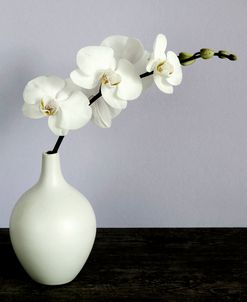 White Orchids in a White Vase